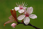 Kirschblüte Prunus species