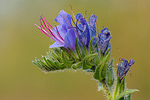 Natterkopf Echium vulgare