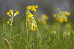 Echte Schlüsselblume Primula veris