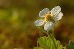 Walderdbeere Fragaria vesca