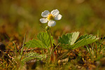 Walderdbeere Fragaria vesca