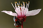 Kirschblüte Prunus species