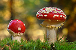 Fliegenpilz Amanita muscaria