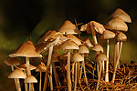 Helmlinge Mycena species