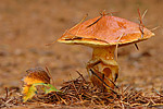 Goldröhrling Suillus grevillei