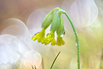 Echte Schlüsselblume Primula veris