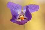 Märzveilchen Viola odorata