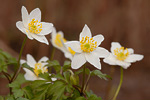 Buschwindröschen Anemone nemorosa