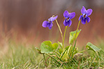 Märzveilchen Viola odorata