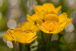 Sumpf-Dotterblume Caltha palustris