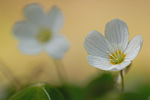 Wald-Sauerklee Oxalis acetosella