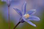 Schneestolz Chionodoxa gigantea