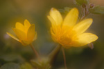 Scharbockskraut Ranunculus ficaria