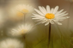 Gänseblümchen Bellis perennis