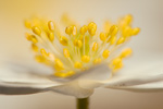 Buschwindröschen Anemone nemorosa