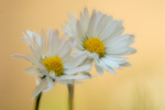 Gänseblümchen Bellis perennis