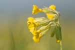 Echte Schlüsselblume Primula veris