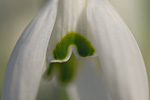 Schneeglöckchen Galanthus nivalis