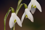 Schneeglöckchen Galanthus nivalis