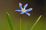 Schneestolz Chionodoxa gigantea