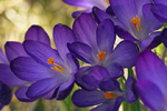 Krokus Crocus albiflorus