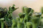 Trompetenflechte Cladonia fimbriata