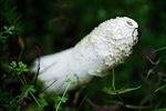 Stinkmorchel Phallus impudicus