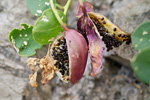 Kapernstrauch mit Frucht Capparis spinosa