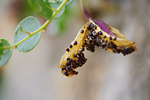 Frucht eines Kapernstrauches Capparis spinosa