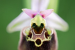 Hummel-Ragwurz Ophrys holoserica