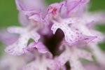 Dreizähniges Knabenkraut Orchis tridentata