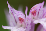 Dreizähniges Knabenkraut Orchis tridentata