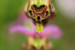 Hummel-Ragwurz Ophrys holoserica