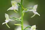 Grünliche Waldhyazinthe Palanthera chlorantha