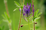 Schopfige Traubenhyazinthe Muscari tenuifolium