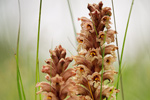 Sommerwurz Orobanche spec