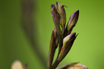 Violetter Dingel Limodorum abortivum