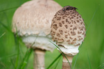 Parasol Macrolepiota procera