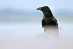 Rabenkrähe Corvus corone