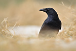 Rabenkrähe Corvus corone