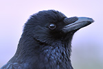 Rabenkrähe Corvus corone