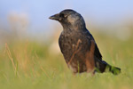 Dohle Corvus monedula