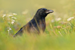 Rabenkrähe Corvus corone