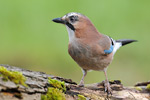 Eichelhäher Garrulus glandarius