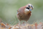 Eichelhäher Garrulus glandarius