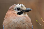 Eichelhäher Garrulus glandarius