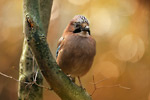 Eichelhäher Garrulus glandarius