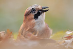 Eichelhäher Garrulus glandarius