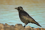 Rabenkrähe Corvus corone