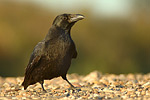 Rabenkrähe Corvus corone